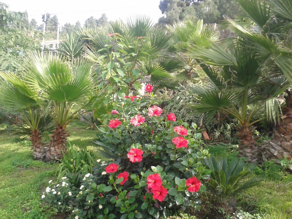Finca Las Palmeras Icod De Los Vinos Exterior photo